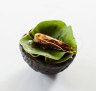 Vittoria Coffee Restaurant of the Year: Brae, Victoria. (Pictured: Prawn taco.)