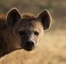 Spotted hyena (Crocuta crocuta) or Laughing Hyena, Ngorongoro Conservation Area, Tanzania, East Africa. tra2cover-tanzania