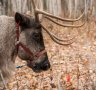 A ranch reindeer.