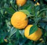 Yuzu is very fragrant and used in cooking for zest, peel, and very sour juice. 