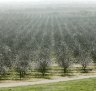 Select Harvests says it can weather almond price plunge