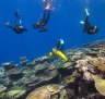 The project on the Great Barrier Reef, to boost coral resilience, is a collaboration with Mars Sustainable Solutions, part of Mars Incorporated, and Reef Magic Cruises, alongside James Cook University and Indigenous rangers.