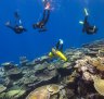 Grow-your-own coral: How science is giving the Great Barrier Reef a helping hand