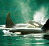 Cruise to the Inside Passage, British Columbia and Alaska: Welcome to the orca's playground