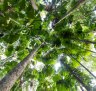 The Daintree: Pure magic.