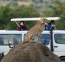 Cheetah are among some of the wildlife you can spot at Masai Mara National Park in Kenya.
