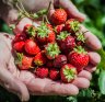 Annette Bunfield grows, picks, and preserves dozens of kilos of starwberries each season and fills her pantries with presserves of all sorts. Photo by Karleen Minney.