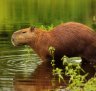 The world's largest rodent, the capybara, in the Pantanal wetlands.