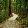 Kondalilla Falls National Park guided hike, Queensland: This is how to bushwalk in style