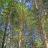 Spruce trees in the Future Forest above Oslo.