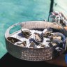 A tray of Coffin Bay oysters – hard to resist.