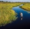 The Okavango River spreads over the delta and transforms the parched landscape into a luminous tapestry of greens and golds from May to October each year. 