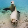 Puppies of the ocean: Sea lions off Blythe Island.