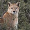 The largest of this mountain lion species, Patagonian pumas can reach 2.8 metres in length.