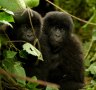 Carbon emissions: Artificial intelligence used to fight deforestation in Congo
