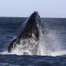 Whale watching in Cape Town: Why it's an experience worth doing in South Africa