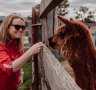 Wallinga Farmstay, Mudgee, NSW: Meet Bruno the guard alpaca, protector of sheep
