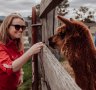 Bruno the guard alpaca protects his flock of sheep fiercely.