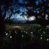 Bruce Munro's Field of Light: Avenue of Honour,  Albany.
