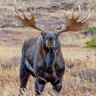 Anchorage: Moose encounters of the rampaging kind