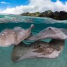 Cruising French Polynesia: A shore excursion promises the opportunity to swim with stingrays