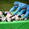 Chinese keepers put giant panda cubs born in 2016 together during a public event at the Chengdu Research Base.