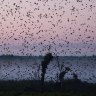Kansanka bat migration, Zambia tour: How to see one of nature's greatest spectacles