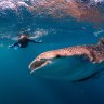 Swimming with Whale Sharks at Ningaloo Marine Reserve.
