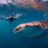 Ningaloo, Western Australia: Swimming with the world's biggest fish in a World Heritage environment