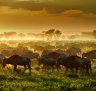 Each year, around a million wildebeests and a quarter of a million zebras make the 700-kilometre circular journey through the Serengeti to the Masai Mara.