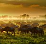 Seeing the wildebeest migration in Masai Mara, Kenya: One of the world's greatest spectacles is amazing and deadly