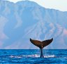 Humpback whale doing tail slaps with the peaks of Molokai in the background.