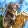 Great Ocean Road: An exciting new Australian wildlife experience