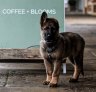 A four-legged customer at Tiny cafe in Beechworth.