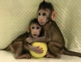 Genetically identical: Cloned monkeys Zhong Zhong and Hua Hua.