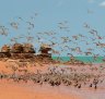 Shorebirds at Broome Bird Observatory.