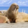 Walruses hauled ashore on the Poolepynten peninsula on Prins Karls Forland island in the Svalbard archipelago. 