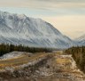 My special encounter with grizzly bears in British Columbia