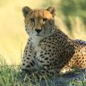 Hwange National Park in Zimbabwe's far west is home to the big five as well as an elusive number of cheetah. 