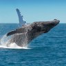 Whale Watching, Hervey Bay, Fraser Island.