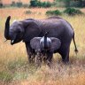 Come face to face with an elephant in Zimbabwe.