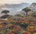 Dragon trees with Socotra mountains background. 