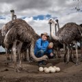 Michael Hastings on his ostrich farm near Winchelsea.