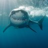 Summer Quiz: Sharks
