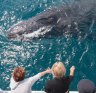 People waving at humpback whale, Hervey Bay.