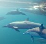 Port Stephens, Australia: Where to swim and sing with wild dolphins