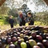 Stephanie Alexander and Altona Meadows Primary School students grade four students (L-R) Marcia Wilson, Connor Ebsworth and Lachlan Marshall pick olives at Rose Creek Estate in Keilor East. 