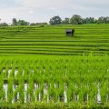 Verdant rice field, Canggu, Bali.