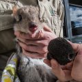 Brian the truffle-eating bettong at the launch of the 2018 Canberra Truffle festival.