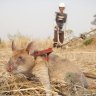 One of Cambodia's 'hero rats' sniffs for landmines.